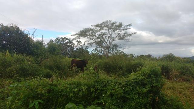 Excelente Propriedade em Belo Jardim, 7,5 hectares - Foto 3
