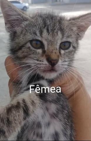 Adoção responsável de gatos - Foto 5