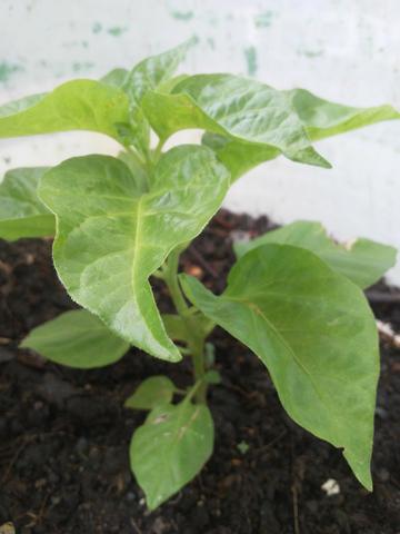 Vendo mudas de pimenta mais ardosa do mundo - Foto 3
