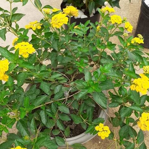 Ipê amarelo - Foto 4