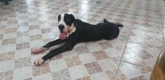 Dogue alemão puro