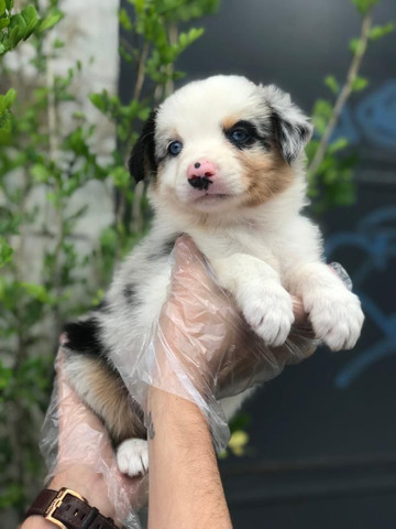 Para alegrar seu dia filhote de Border Collie disponível - Foto 2