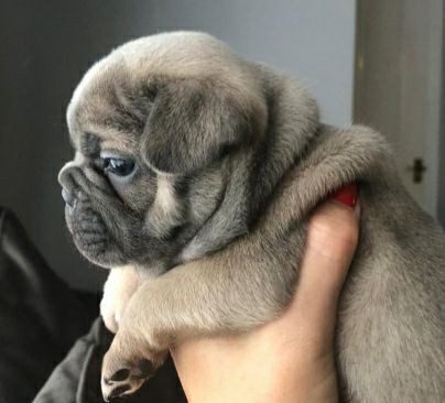 BULLDOG FRANCÊS, fêmeas e machinhos já vacinados e com todas as garantias em contrato. - Foto 2
