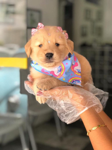 Para alegrar seu dia filhote de Golden Retriever disponível