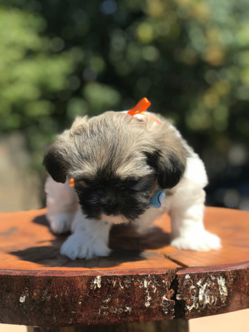 Lindo machinho de lhasa apso qualidade total - Foto 6