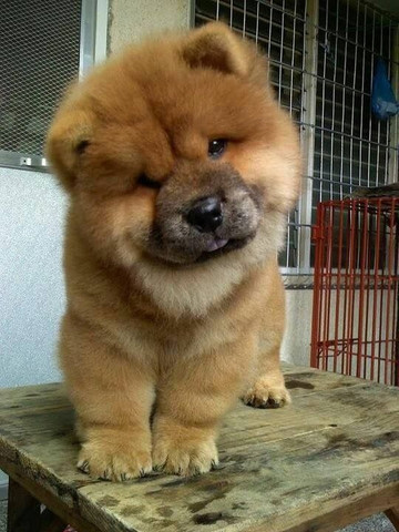 Filhotes de Chow Chow Macho e fêmea/vermifugados e vacinados - Foto 3