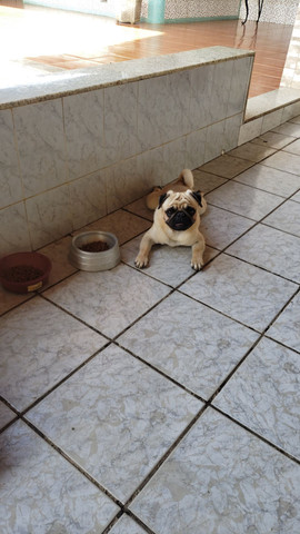 Pug procura namorada
