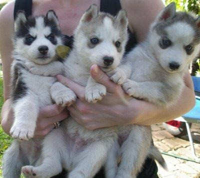 Filhotes de Husky siberiano Macho e fêmea/vermifugados e vacinados