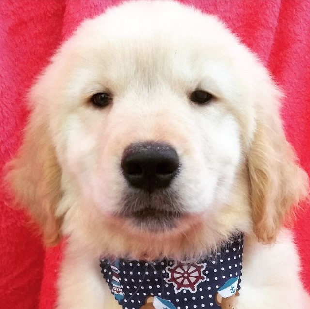 Golden Filhote com Pedigree