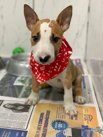 Para alegrar seu dia filhote de Bull Terrier disponível