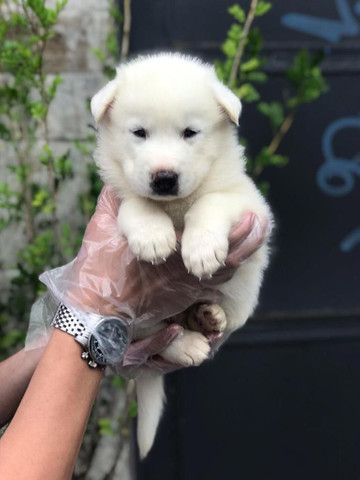 Para alegrar seu dia filhote de Husky Siberiano disponível - Foto 3