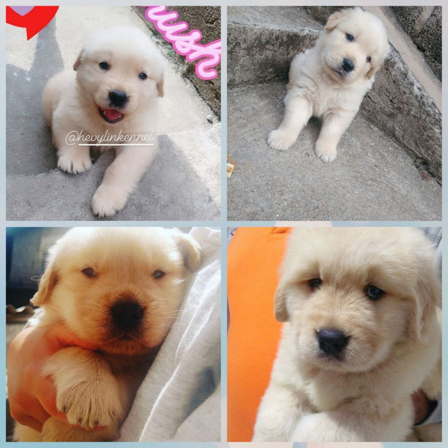 Golden Retriever filhotes disponível fêmea e machinhos entrega IMEDIATA