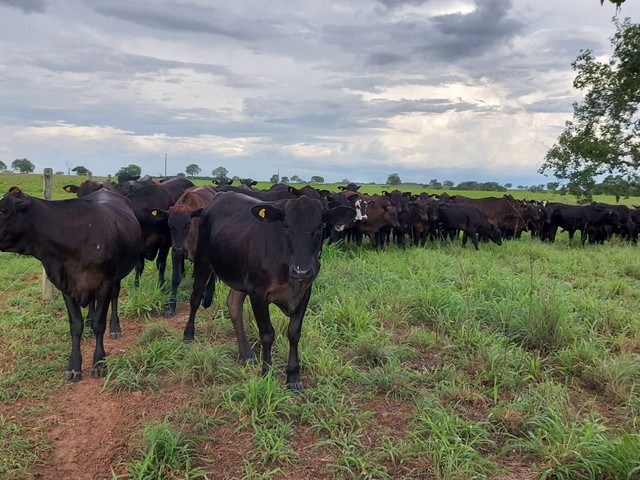 fazenda área 915 alqueires município de Abreulândia Tocantins - Foto 5