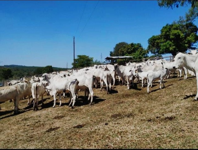 Vendo vacas amojadas já pra parir (gado MT bom) - Foto 4