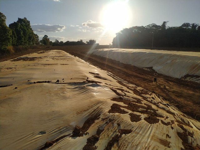 Silagem de milho  - Foto 4