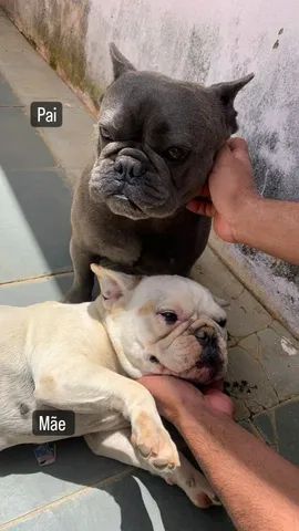 Filhotes de Bulldog Francês 