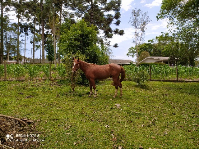 Cavalos Crioulos x Quarto de Milha