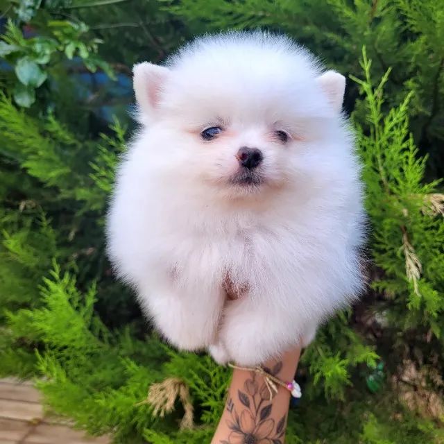 Filhotes de Spitz Alemão - Pedigree CBKC - Foto 5