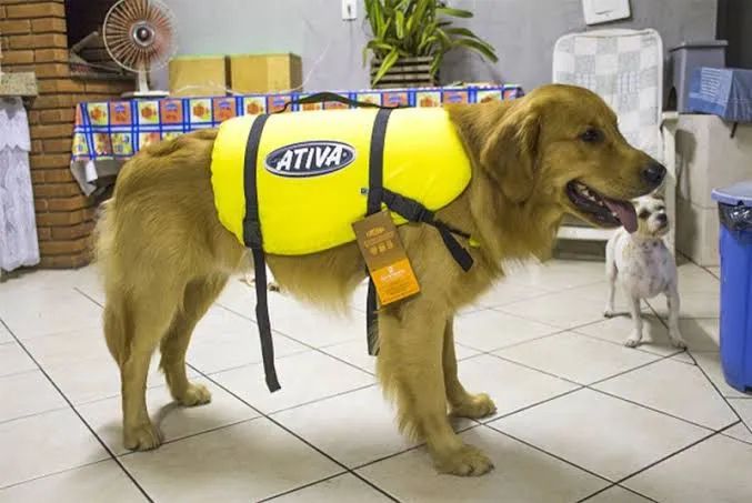 Colete Salva-Vidas para Cachorro - Ativa - Tamanho Médio - Foto 2