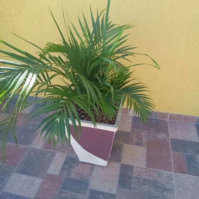 Coqueiros  - Foto 2