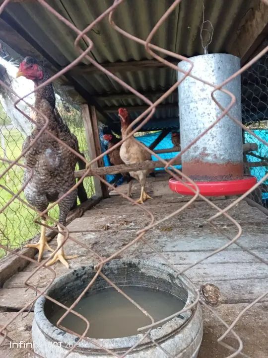 Galinhars índias gigantes