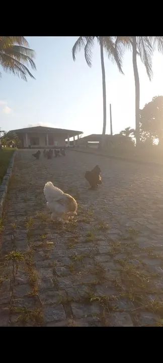 Galinhas Ornamentais-Brahma - Foto 4