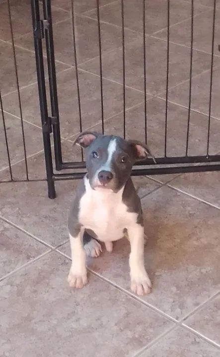 Cercadinho para cachorro  - Foto 5