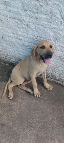 Fila Brasileiro 6 meses - Cachorros e acessórios - Universitário, Caruaru  1284544023