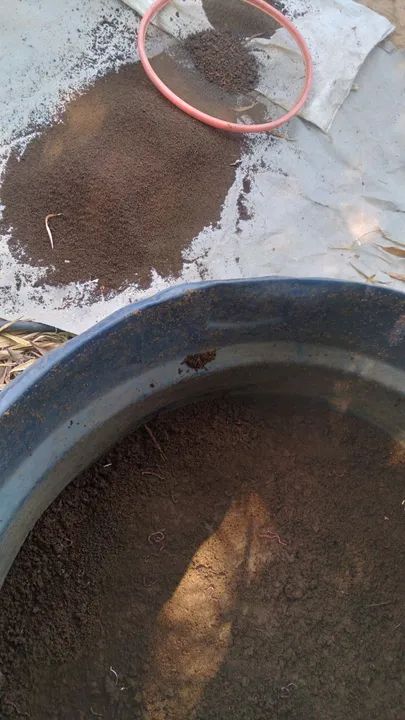 Fertilizante Húmus Rico em Nitrogênio Fósforo e Potássio - Foto 2