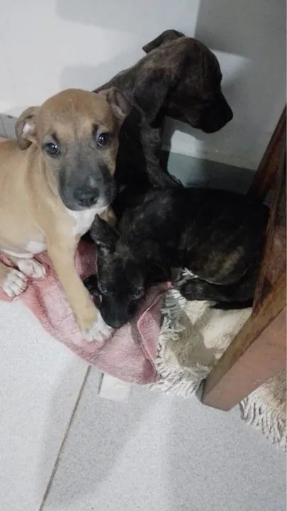 Filhote de Pitbull disponível para adoção - Foto 2