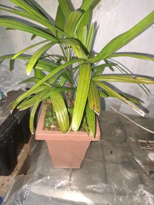 Folhagens ráfia para enfeitar sua sala!