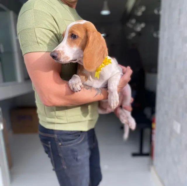Beagle mini - Machinho bicolor a pronta entrega - Fotos reais do filhote - Contate - Foto 2