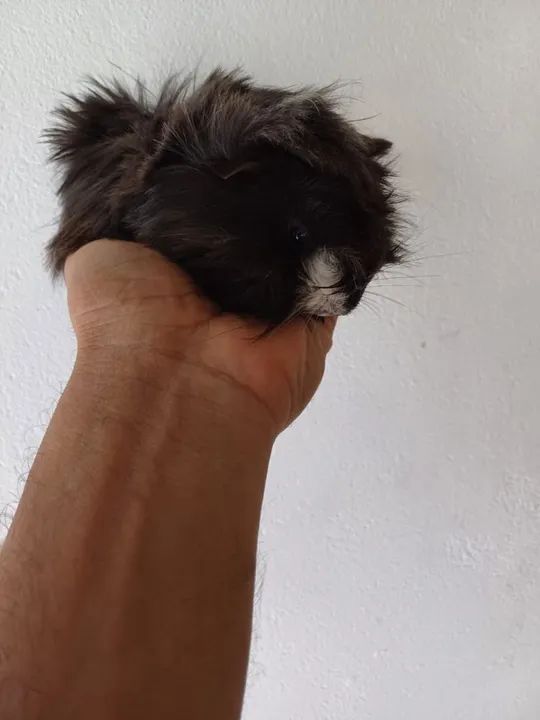 Porquinho da Índia preto e branco - Foto 3