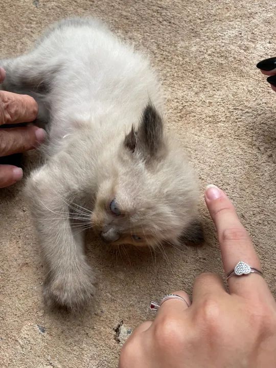 4 gatinhos fofinhos para adoção - Foto 2