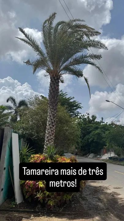 Palmeira Adulta para seu Sítio - Foto 6