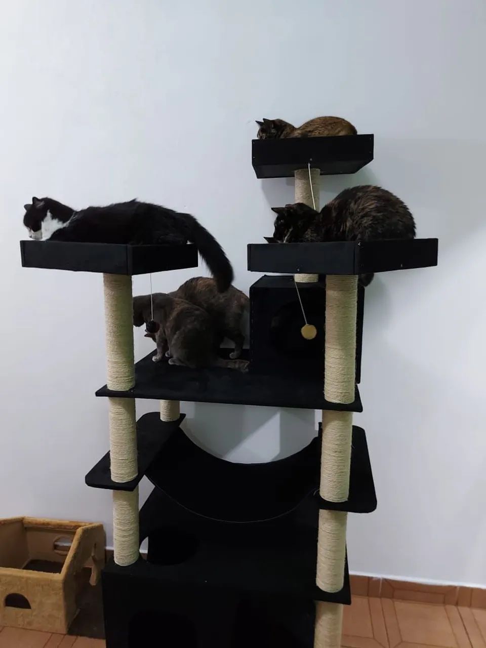 Arranhador para gato64309550749443122