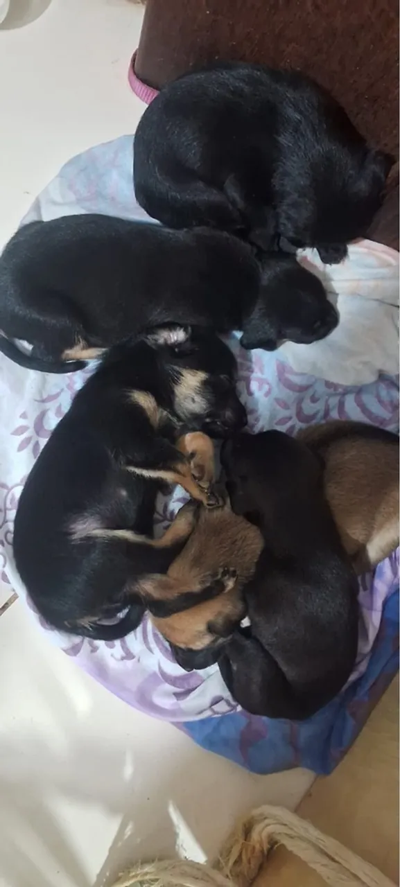 5 Fêmeas pra ?DOAÇÃO?