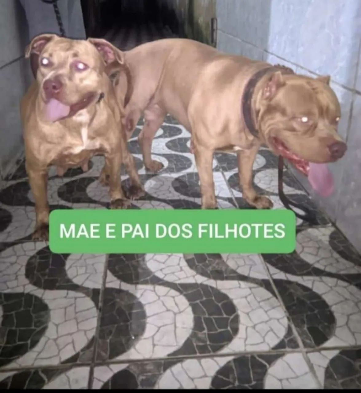 Pitbull lindo e forte - Foto 3