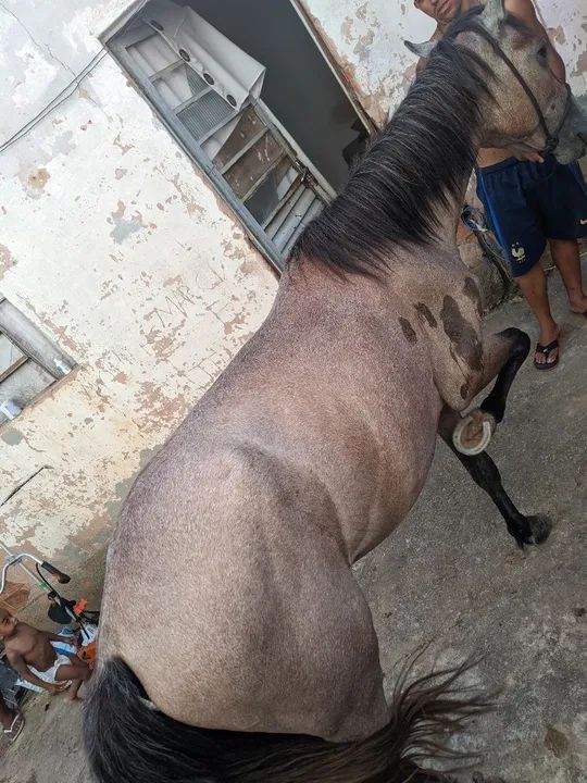Vendo esse cavalo 1 ano e 9 meses - Foto 5