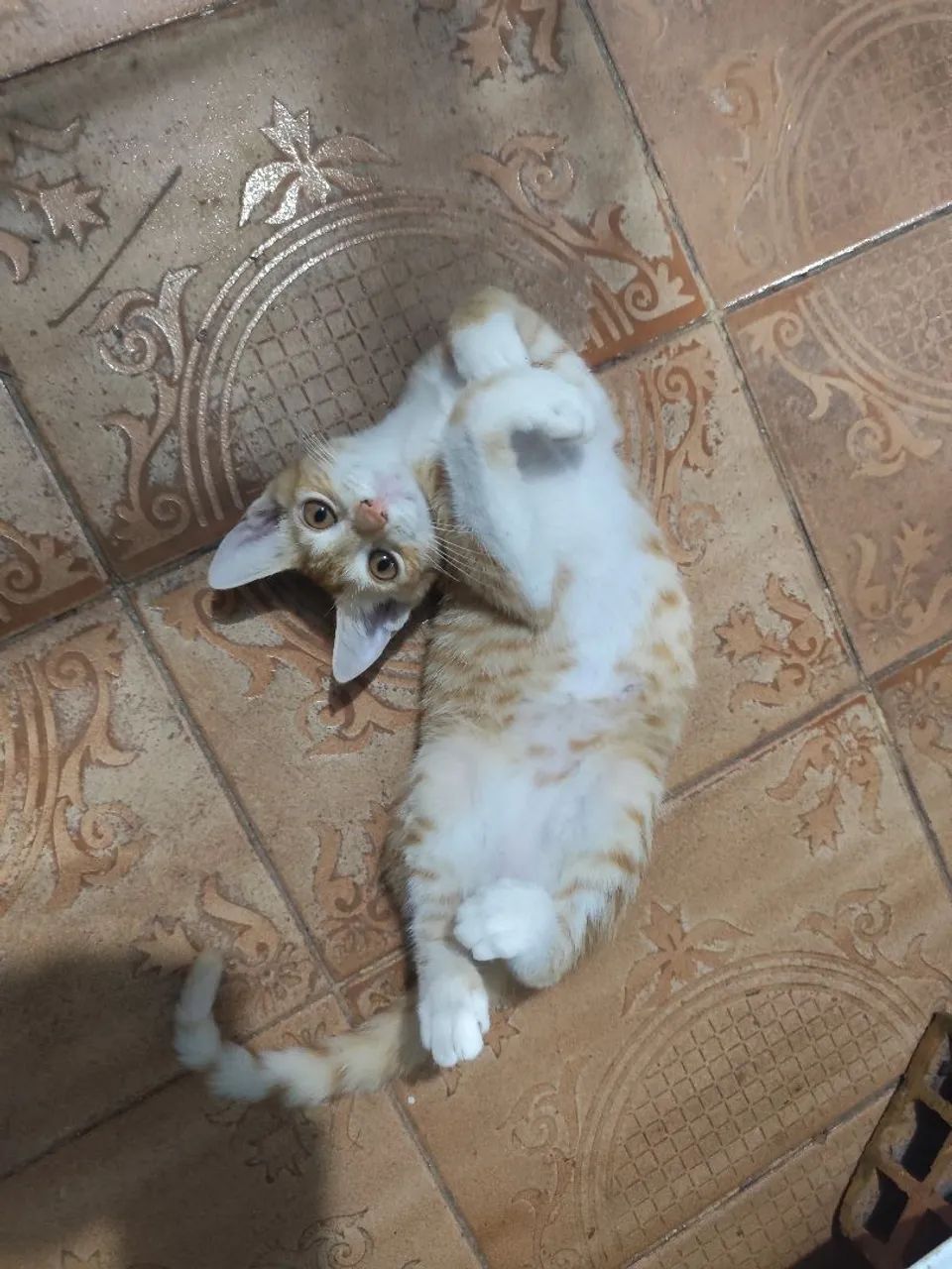 Gatinha laranja disponível para adoção - Foto 2