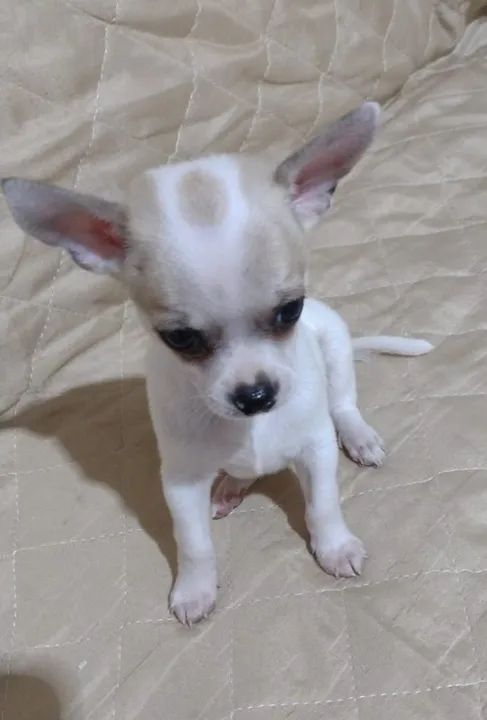 filhotes de Chihuahua! - Foto 5