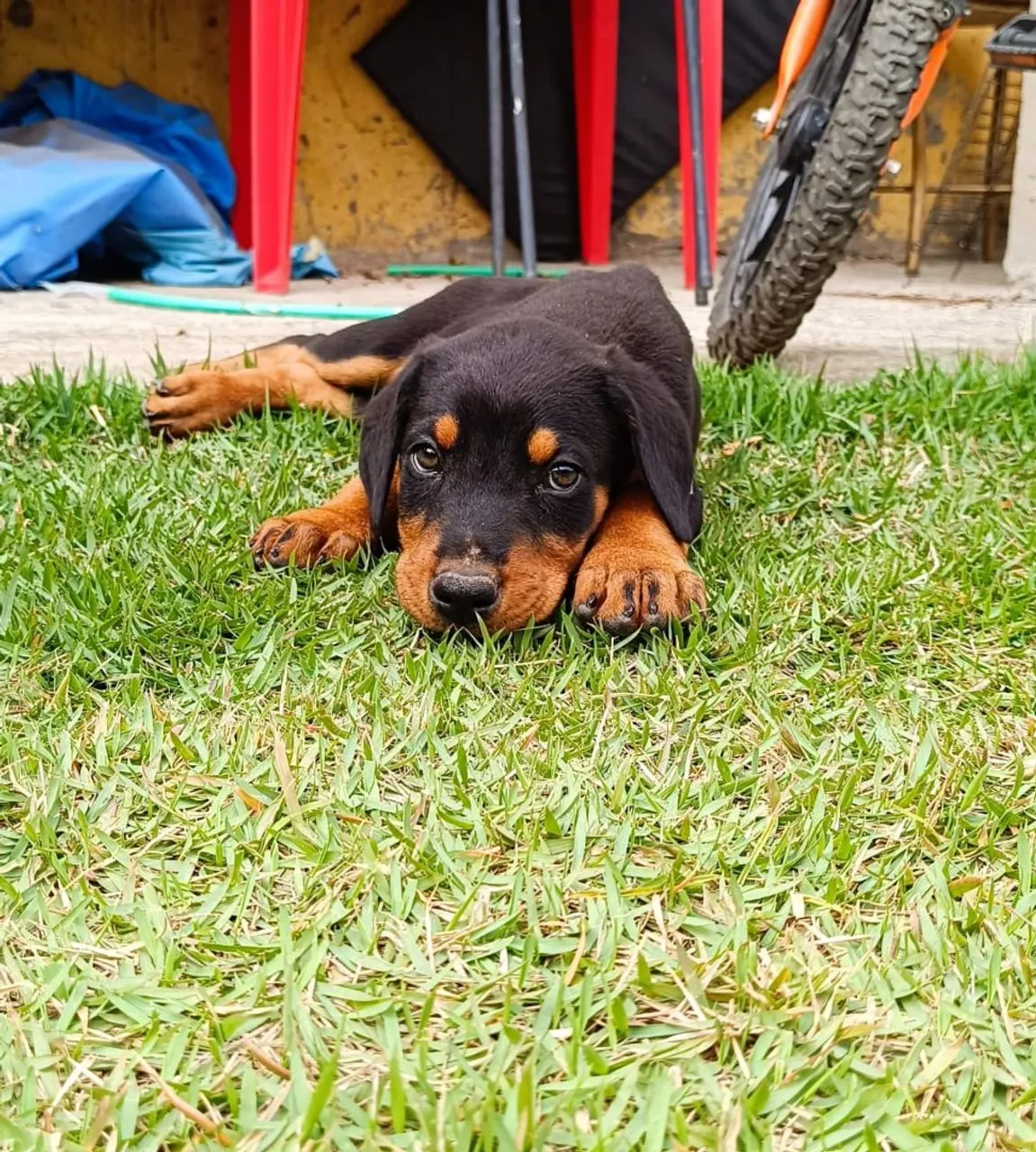 Filhote de Doberman europeu