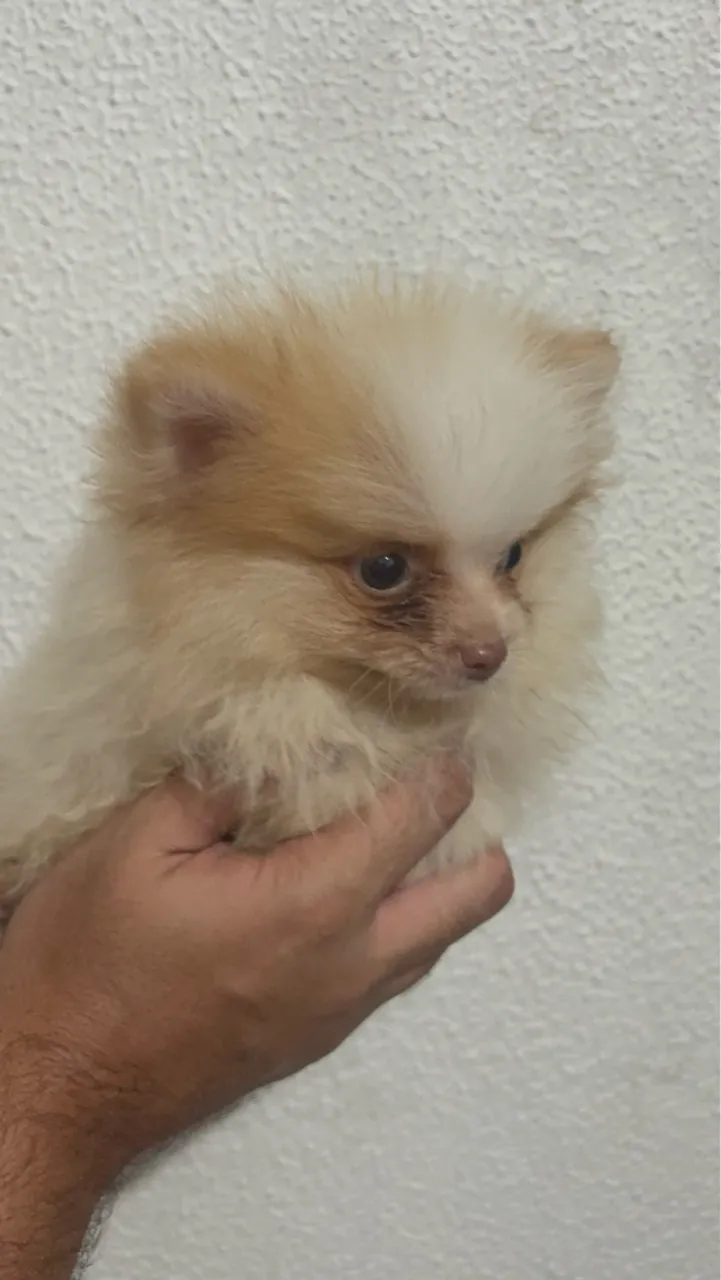 Filhote de Spitz Alemão macho