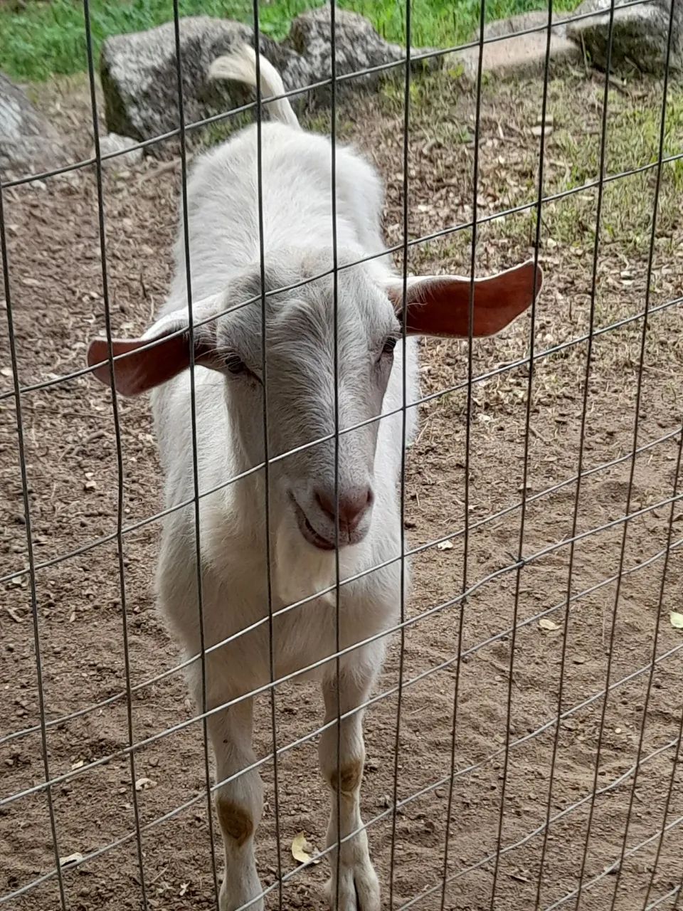 Cabrito branco - Foto 3