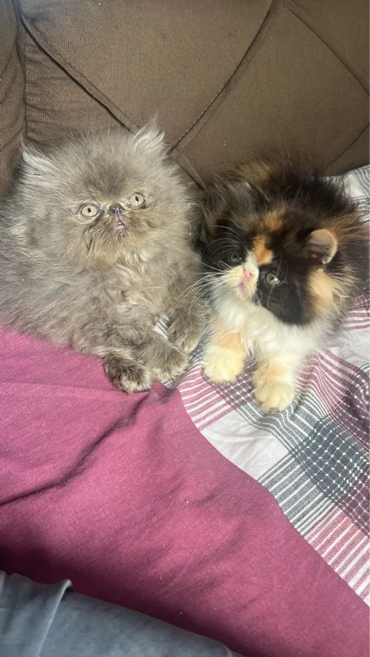 Gato Persa  - Foto 3