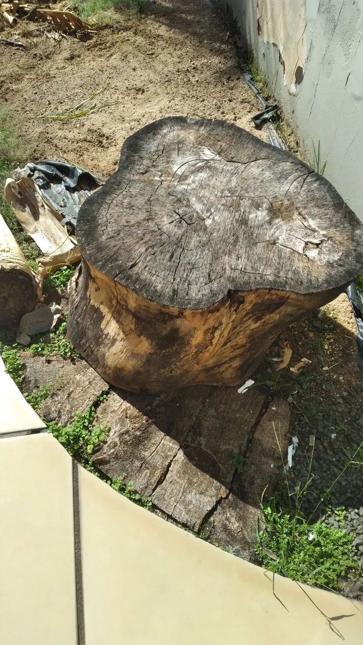 Pata de elefante de 20 anos.3metros.gigante. - Foto 6