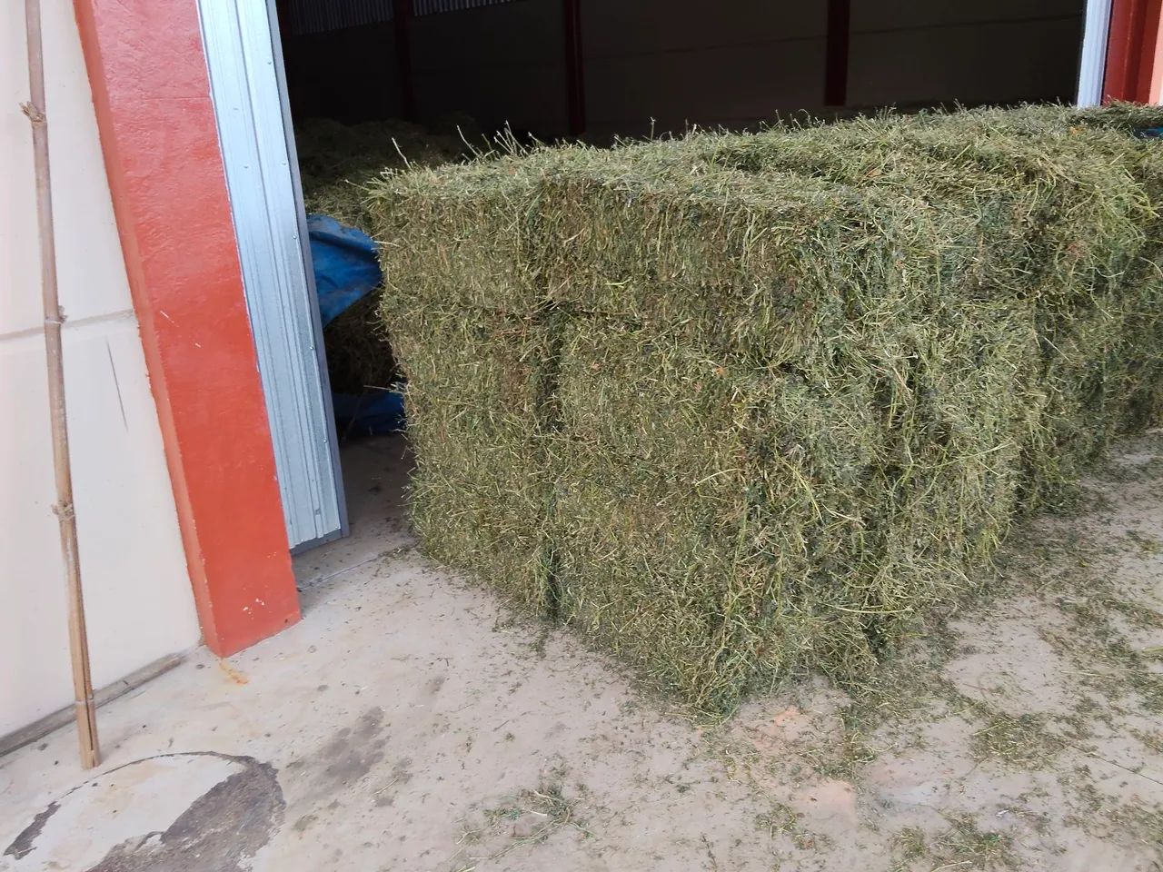 Feno de alta qualidade Alfafa/Tifton/Azevém  - Foto 2