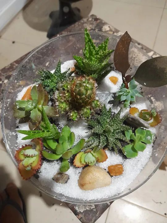 Terrario de cactos e suculentas em cuia de acrílico perfeito na decoração de casa loja
