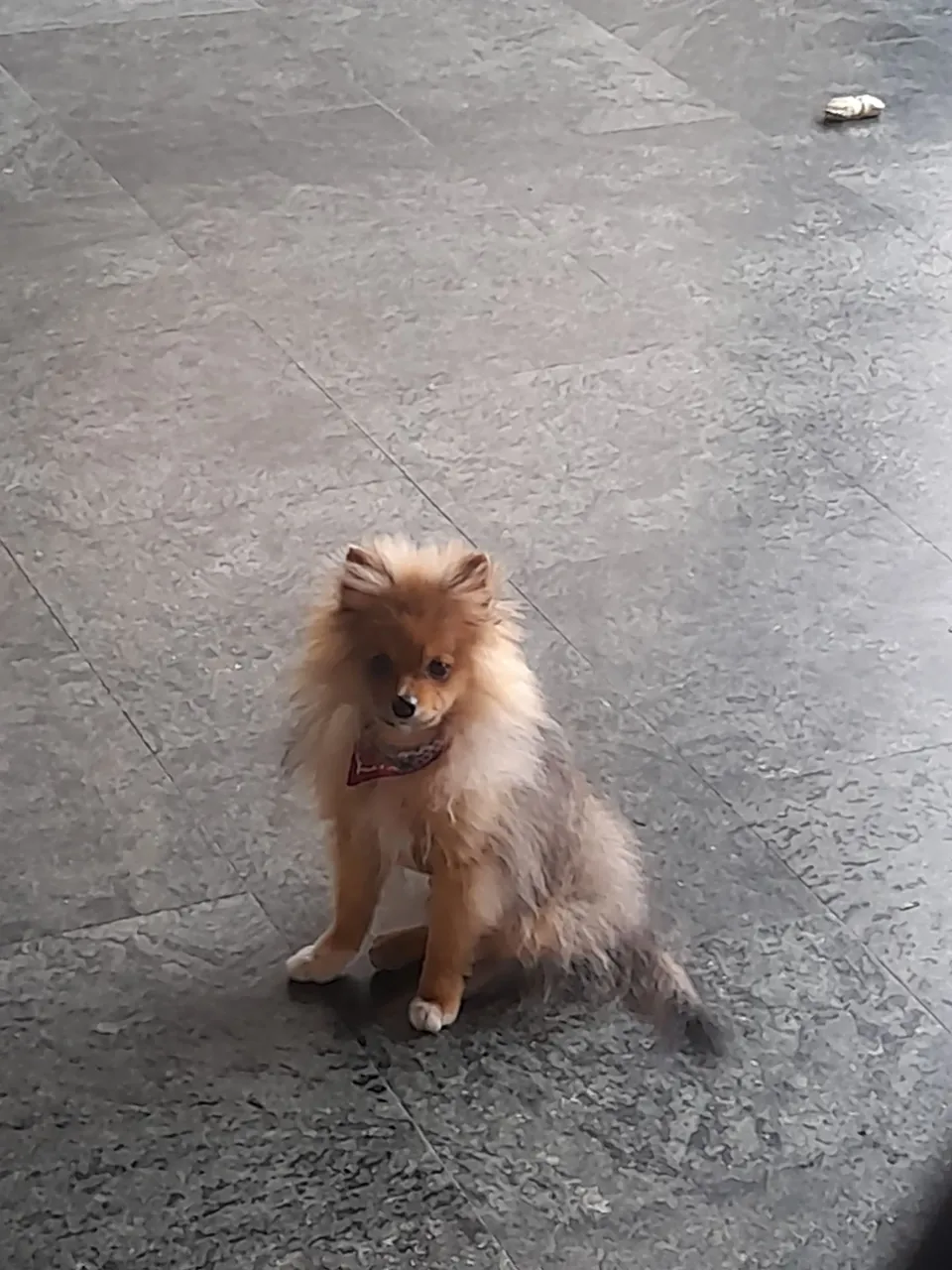 Lindo filhote de Spitz Alemão ( 1.200 )