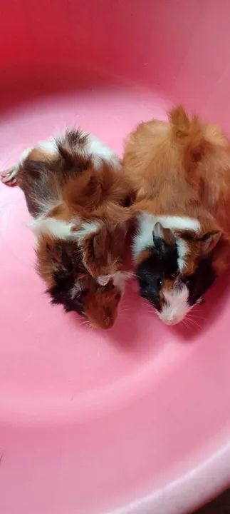 Filhotes de porquinhos da india - Foto 6